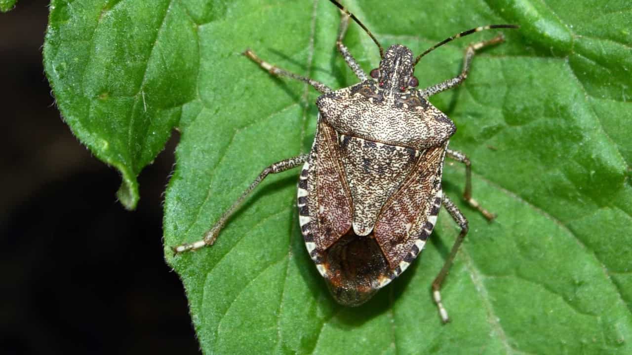 Percevejos – Bed bug