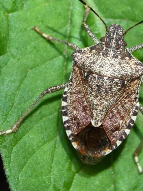 Percevejos – Bed bug