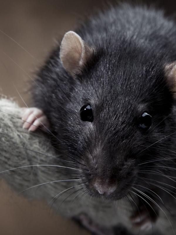 Rato preto